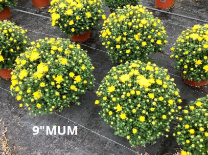 9" Hardy Mum Plants
