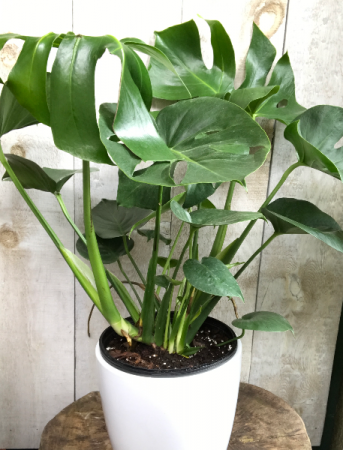 Monstera  Plant