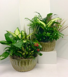 10" or 12" Ceramic Dish Garden Green Plants