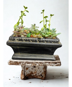 9" Rectangular Rustic Succulent Dishgarden Succulent