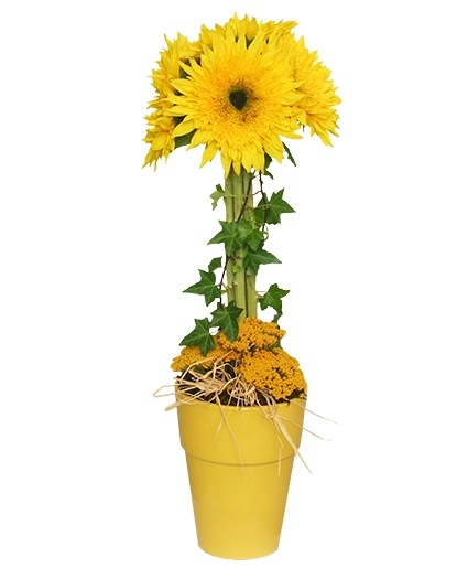 GOLD RUSH Floral Topiary