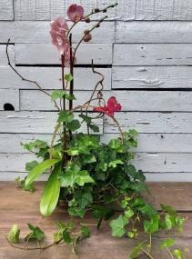 Orchids and Ivy 