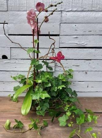 Orchids and Ivy 