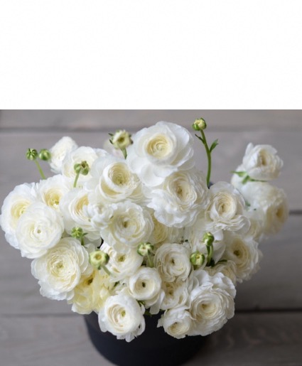 A beautiful day  White ranunculus 