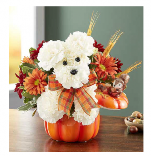  Fall in Dog 