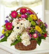 a-DOG-able® in a Basket everyday