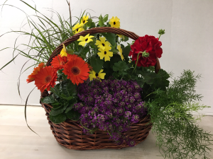 Plant - A Gardener's Delight! Individual annuals to plant