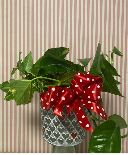 A living plant in a cute hearts tin Plant