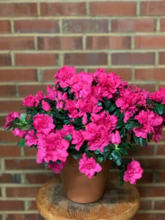 Blossoms of Love (Azalea) 