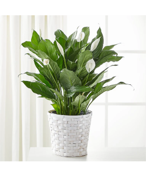 A New Leaf Peace Lily ALL OCCASION