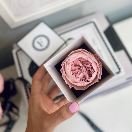 A Preserved Garden Rose  