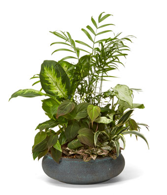 A Touch of Nature Dish Garden