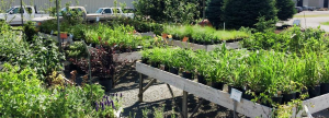 A Walk Through The Garden Basket of Hardy Perennials for the Shade