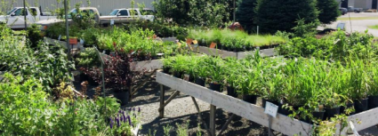 A Walk Through The Garden Basket of Hardy Perennials for the Shade