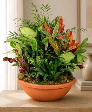MAJESTIC GARDEN DISH  Dish Plant 