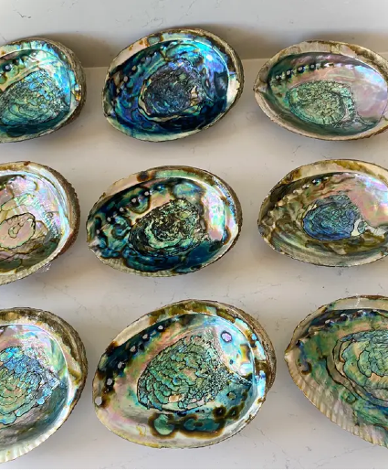 Abalone Shells 