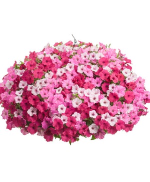 Above and Beyond- 12" Annual Hanging Basket  Above and Beyond 12" Hanging Basket- Color Scheme: Pink 