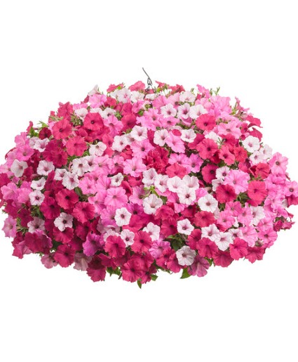Above and Beyond- 12" Annual Hanging Basket  Above and Beyond 12" Hanging Basket- Color Scheme: Pink 
