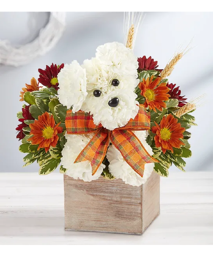 ADOGABLE FOR FALL  