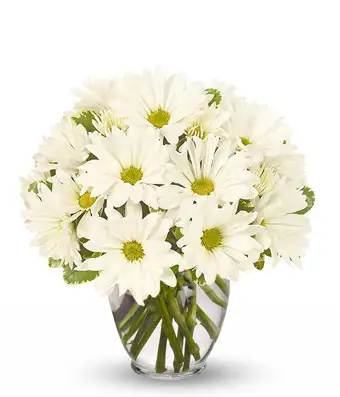 Adorable White Daises 