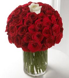 Affection A Memorable Roses
