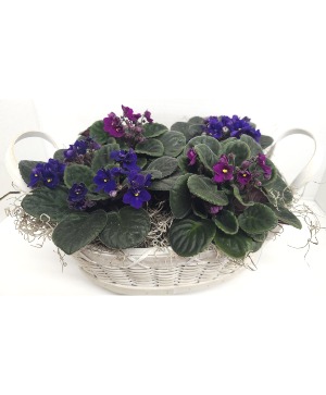 African Violet Basket European Basket