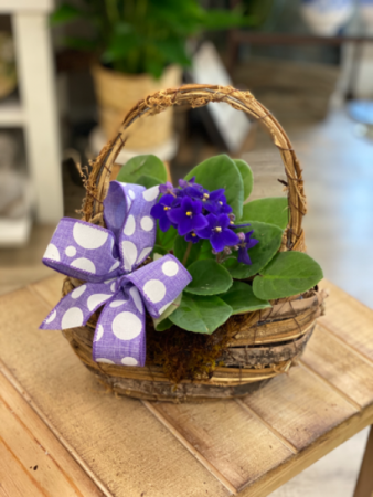 African Violet in Designer Basket 