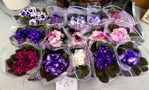 African violet Plant