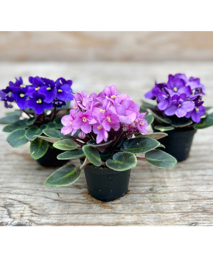  African violet Plant