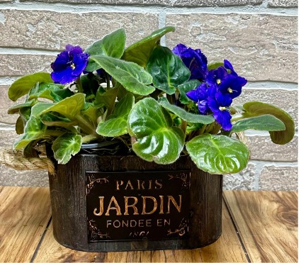 African Violets 