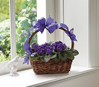 African violets bloomin 
