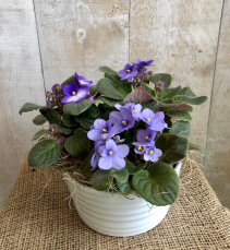 African Violets  Planter
