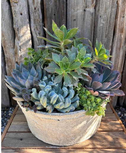 Aged Pottery Succulent Planter 