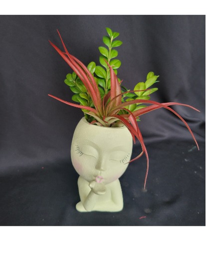 Sending Kisses Always Air Plant