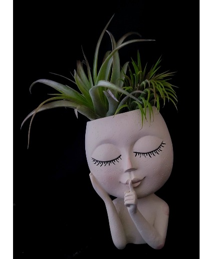 Air Plant Whispers Air Plants