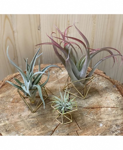 Air Plants 