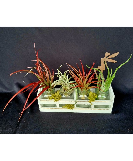 Air Plant Fairy Tillandsias