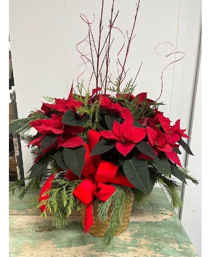 All Dressed 10" Red Poinsettia 