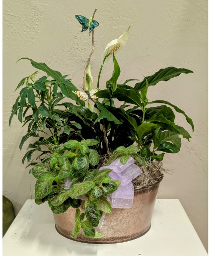 All Green House Plant Garden  Metal Container- Plants may vary