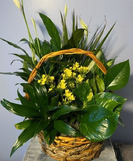 Mixed Greens With Kalanchoe 