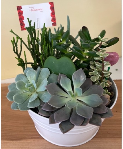 You Rock! Succulent Garden 