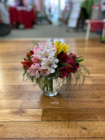 Alluring Alstroemeria Jr. VASED