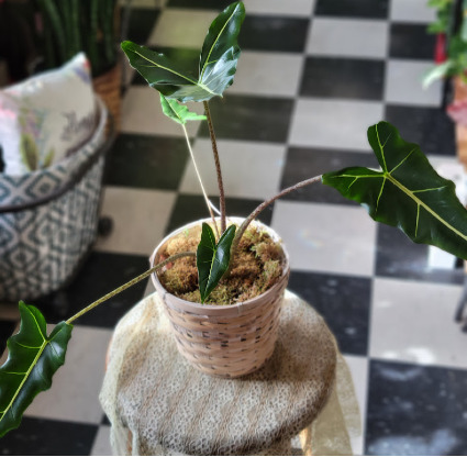 Alocasia Green Plant