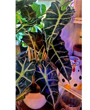 Alocasia In A Ceramic Pot 