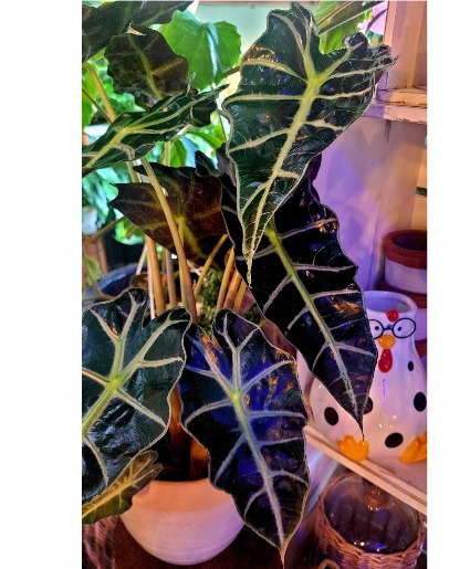 Alocasia In A Ceramic Pot 