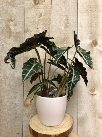 Alocasia  7" diameter Plant