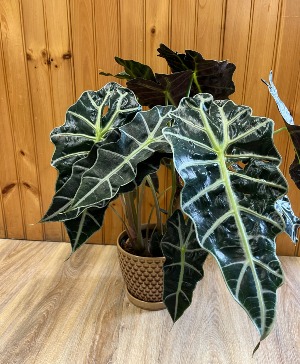 Alocasia Plant