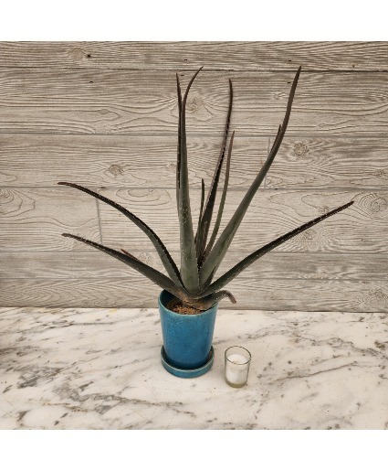 Aloe 6"  plant