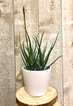 Aloe Blue Star plant