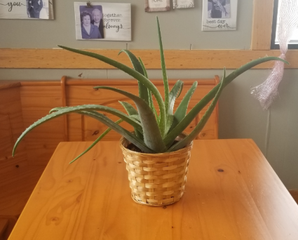Aloe Vera Plant
